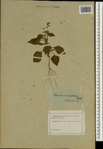 Ocimum campechianum Mill., Зарубежная Азия (ASIA) (Неизвестно)