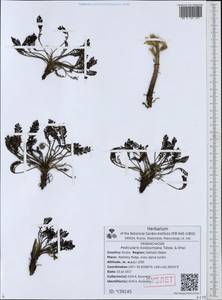 Pedicularis koidzumiana Tatewaki & Ohwi, Сибирь, Дальний Восток (S6) (Россия)