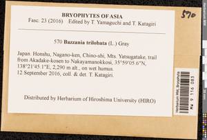 Bazzania trilobata (L.) Gray, Гербарий мохообразных, Мхи - Азия (вне границ бывшего СССР) (BAs) (Япония)
