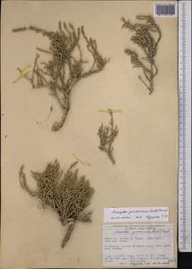 Caroxylon gemmascens subsp. gemmascens, Средняя Азия и Казахстан, Северный и Центральный Тянь-Шань (M4) (Киргизия)