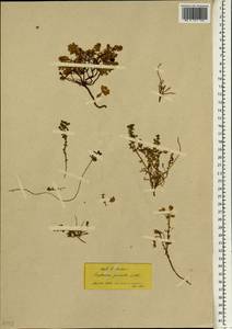 Euphorbia herniariifolia var. herniariifolia, Зарубежная Азия (ASIA) (Турция)