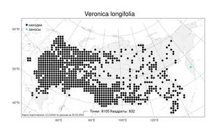 Veronica longifolia, Вероника длиннолистная L., Атлас флоры России (FLORUS) (Россия)
