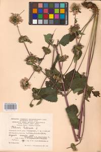 MHA 0 154 165, Зопничек клубненосный (L.) Moench, Восточная Европа, Восточный район (E10) (Россия)