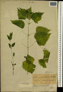 Urtica lobulata E. Mey., Африка (AFR) (ЮАР)