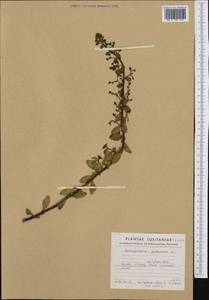 Scrophularia frutescens L., Западная Европа (EUR) (Португалия)