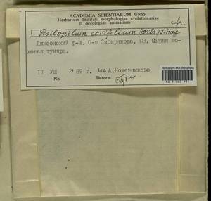 Psilopilum cavifolium (Wilson) I. Hagen, Гербарий мохообразных, Мхи - Красноярский край, Тыва и Хакасия (B17) (Россия)