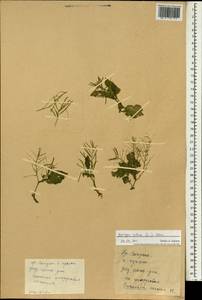 Rorippa indica (L.) Hiern, Зарубежная Азия (ASIA) (КНР)