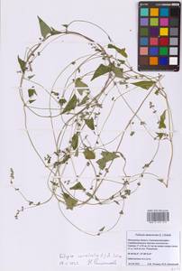 Гречишка вьюнковая (L.) Á.Löve, Восточная Европа, Московская область и Москва (E4a) (Россия)