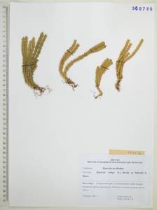 Баранец обыкновенный (L.) Bernh., Сибирь, Дальний Восток (S6) (Россия)