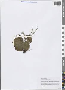 Microchirita hamosa (R. Br.) Yin Z. Wang, Зарубежная Азия (ASIA) (Вьетнам)