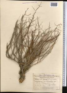 Полынь джунгарская Schrenk, Средняя Азия и Казахстан, Муюнкумы, Прибалхашье и Бетпак-Дала (M9) (Казахстан)