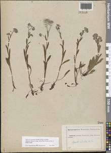Myosotis alpestris subsp. suaveolens (Waldst. & Kit. ex Willd.) Strid, Восточная Европа, Центральный лесостепной район (E6) (Россия)