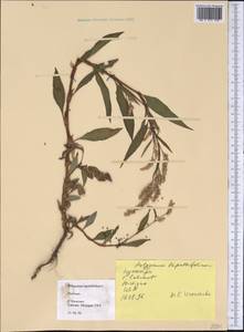 Горец развесистый, Горец щавелелистный (L.) Gray, Америка (AMER) (США)