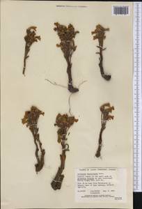 Aphyllon fasciculatum Torr. & Gray, Америка (AMER) (Канада)