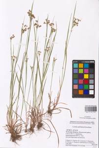 Ожика бледная Sw., Восточная Европа, Центральный район (E4) (Россия)