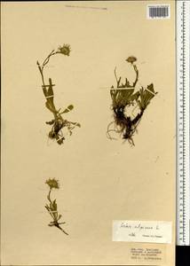 Астра альпийская L., Монголия (MONG) (Монголия)