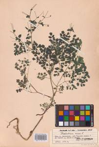 Bасилисник малый L., Восточная Европа, Восточный район (E10) (Россия)