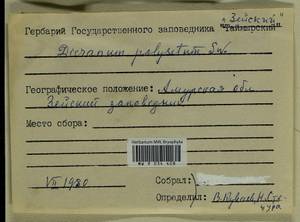 Dicranum polysetum Sw., Гербарий мохообразных, Мхи - Дальний Восток (без Чукотки и Камчатки) (B20) (Россия)