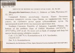 Mesoptychia bantriensis (Hook.) L. Söderstr. & Váňa, Гербарий мохообразных, Мхи - Северный Кавказ и Предкавказье (B12) (Россия)