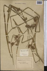 Rhynchospora exaltata Kunth, Америка (AMER) (Бразилия)