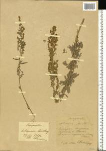 Полынь горькая L., Восточная Европа, Средневолжский район (E8) (Россия)