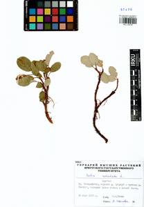 Ива сетчатая L., Сибирь, Прибайкалье и Забайкалье (S4) (Россия)