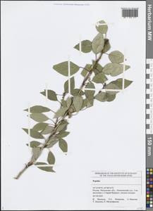 Тополь, Восточная Европа, Средневолжский район (E8) (Россия)