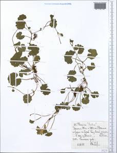 Герань, Африка (AFR) (Эфиопия)