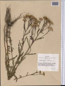 Achillea alpina subsp. alpina, Сибирь, Якутия (S5) (Россия)