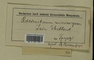 Bucklandiella microcarpos (Hedw.) Bedn.-Ochyra & Ochyra, Гербарий мохообразных, Мхи - Прибалтика (B1) (Неизвестно)
