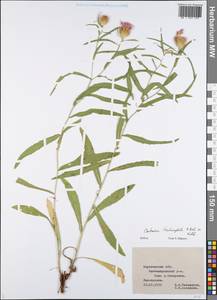 Василек волосистоголовый M. Bieb. ex Willd., Восточная Европа, Центральный лесостепной район (E6) (Россия)