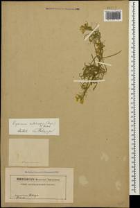 Желтушник шершавый (Rupr.) N. Busch, Кавказ (без точных местонахождений) (K0)