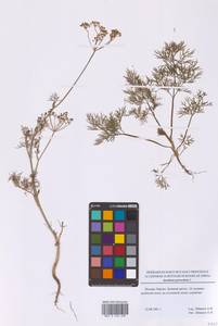 Укроп душистый, Укроп огородный L., Восточная Европа, Московская область и Москва (E4a) (Россия)