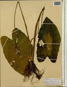 Colocasia esculenta (L.) Schott, Африка (AFR) (Эфиопия)