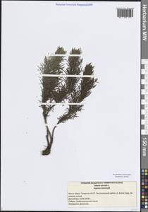 Горицвет весенний, Адонис весенний L., Восточная Европа, Средневолжский район (E8) (Россия)