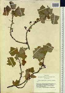 Ribes spicatum subsp. hispidulum (Jancz.) L. Hämet-Ahti, Сибирь, Алтай и Саяны (S2) (Россия)