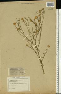 Василек песчаный M. Bieb. ex Willd., Восточная Европа, Ростовская область (E12a) (Россия)
