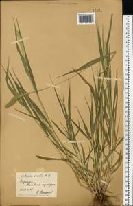 Щетинник зеленый (L.) P.Beauv., Восточная Европа, Нижневолжский район (E9) (Россия)