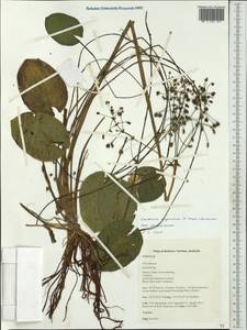Caldesia oligococca (F.Muell.) Buchenau, Австралия и Океания (AUSTR) (Австралия)