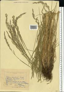 Lolium pratense (Huds.) Darbysh., Восточная Европа, Северо-Украинский район (E11) (Украина)