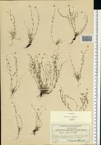 Мшанка узловатая (L.) Fenzl, Восточная Европа, Московская область и Москва (E4a) (Россия)