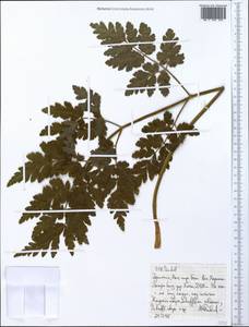 Apiaceae, Африка (AFR) (Эфиопия)