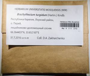 MW 9 111 370, Brachythecium turgidum (Hartm.) Kindb., Гербарий мохообразных, Мхи - Карелия, Ленинградская и Мурманская области (B4) (Россия)