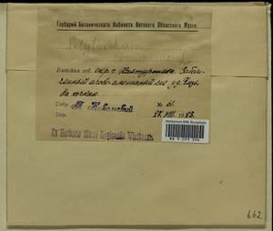 Polytrichum commune Hedw., Гербарий мохообразных, Мхи - Пермский край, Удмуртия, Свердловская и Кировская области (B8) (Россия)