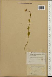 Conringia austriaca (Jacq.) Sweet, Кавказ (без точных местонахождений) (K0)