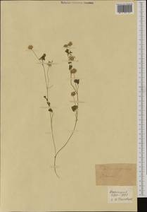 Trifolium nigrescens Viv., Западная Европа (EUR) (Франция)