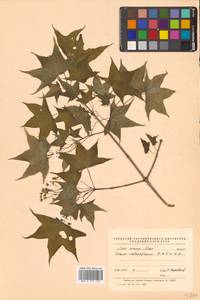 Клен моно, Клен мелколистный (Maxim.) H.Ohashi, Сибирь, Дальний Восток (S6) (Россия)