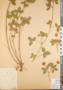 Trifolium hybridum subsp. elegans (Savi)Asch. & Graebn., Восточная Европа, Центральный район (E4) (Россия)
