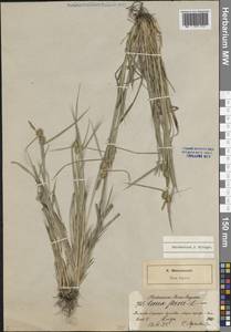 Осока желтая L., Восточная Европа, Северо-Западный район (E2) (Россия)