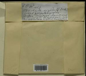 Didymodon rigidulus Hedw., Гербарий мохообразных, Мхи - Москва и Московская область (B6a) (Россия)